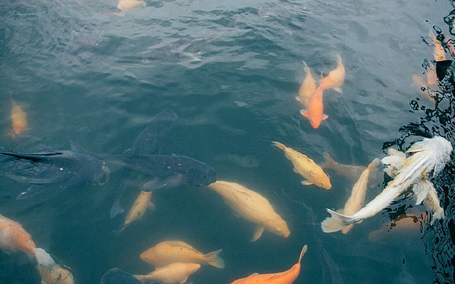 ��������