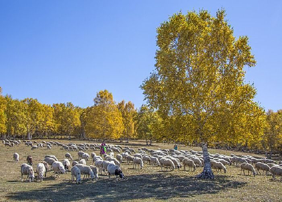 ��������Ⱥ