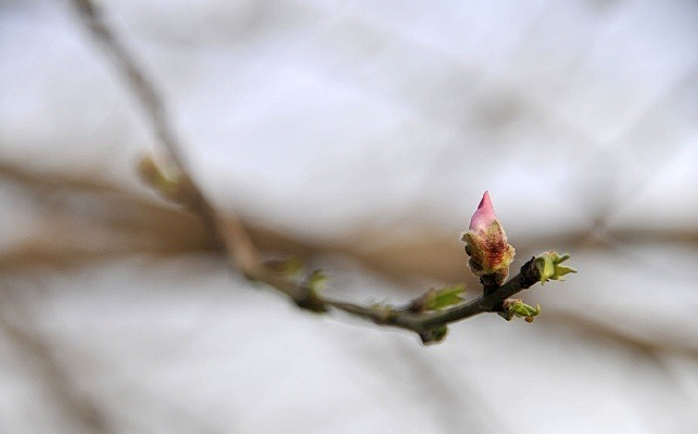 ������ѿ