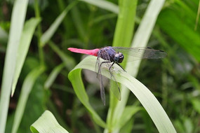 ͣ����ϸ��Ҷ���ϵĺ�����