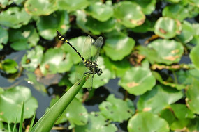 ͣ����Ҷ���ϵĻ�����