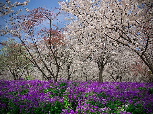 ����ӣ��