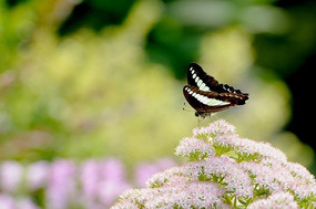 ��ϸ���ȵĺں���