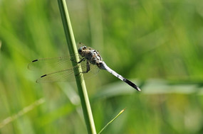 ����С��