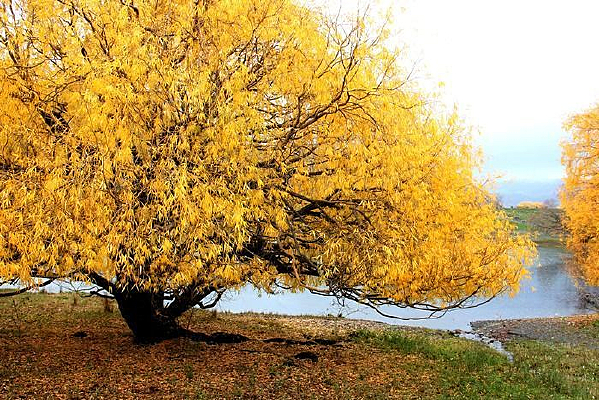 ��ɫ����