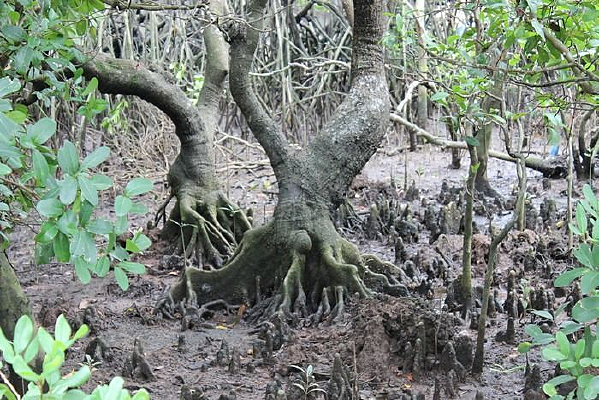 ������Ҷ