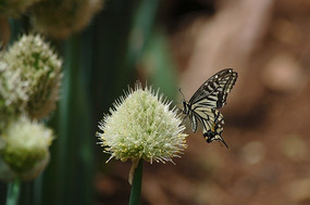 ��ͷ֮�ϵĺ���