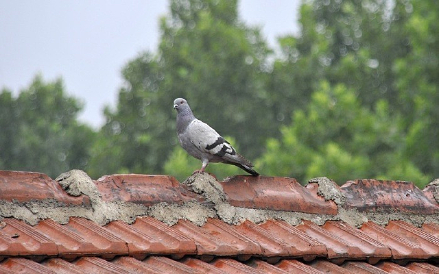 �����ϵĸ���