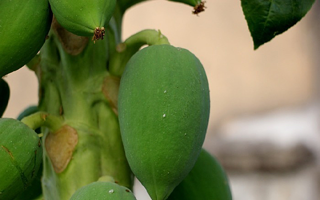 ��ɬ��ˮ��