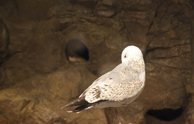 ��ʯ�ϵĺ���