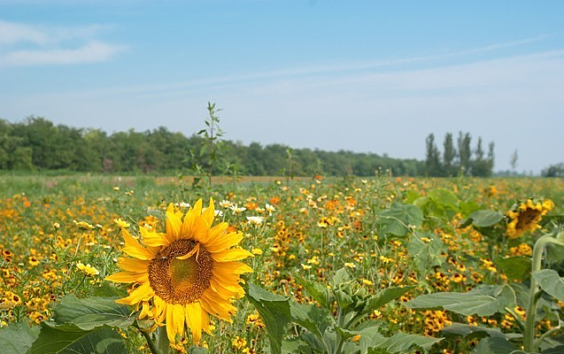 ��Ƭ��ɫ���տ���