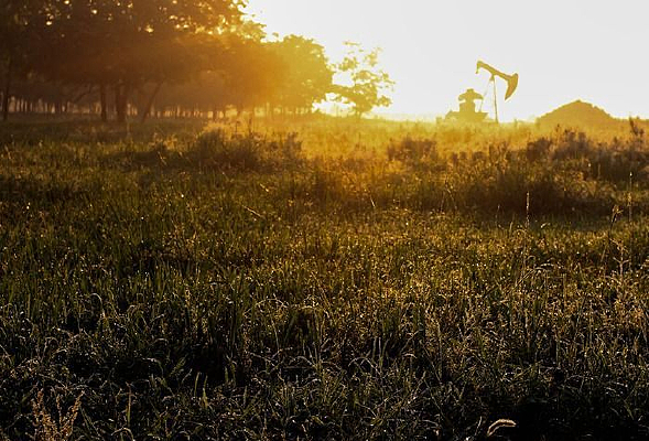 �����²ݵ�����