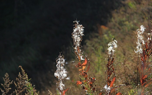 ����Ұ��