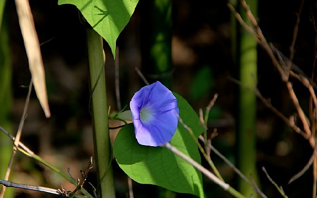 ��ɫ�����Ȼ�