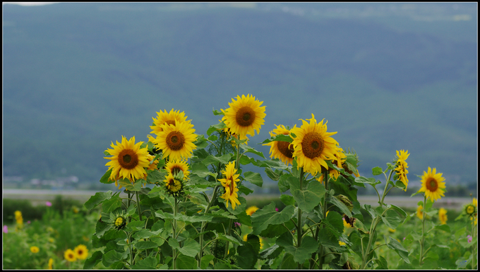 ɽ�����տ�