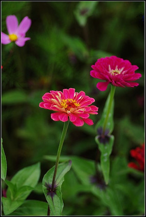 紅菊花