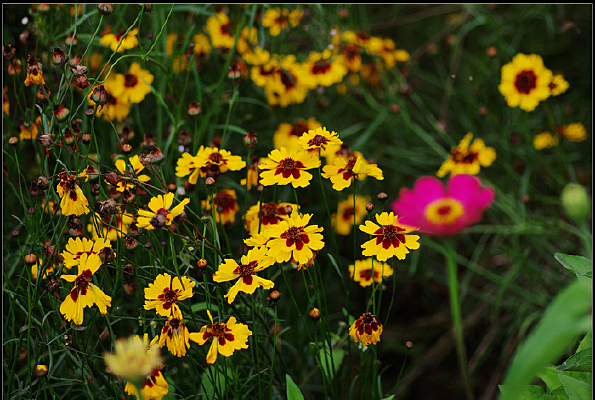 ������һ���