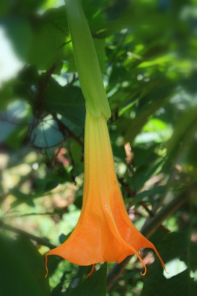 �����޻���ɫ