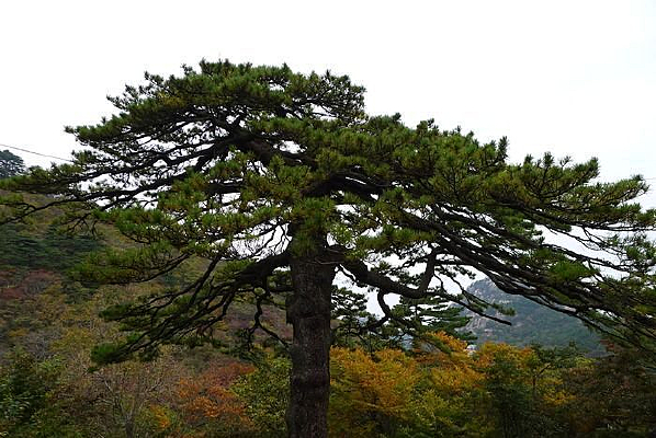 ��ɽ��ɡ��