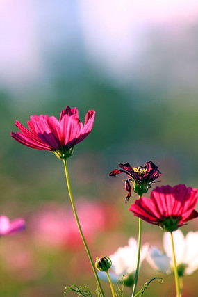 ��������̬