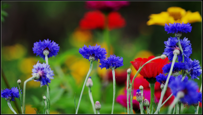 ��ɫ����ܰ