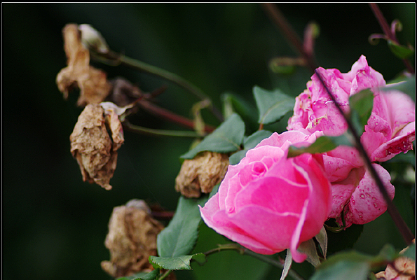 ��Ȼ����