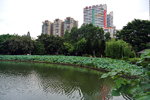 ��Ҷ�̲�����