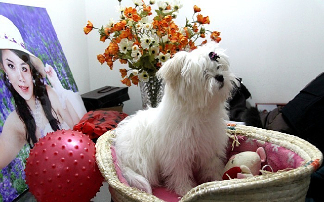 ���ﹷС��