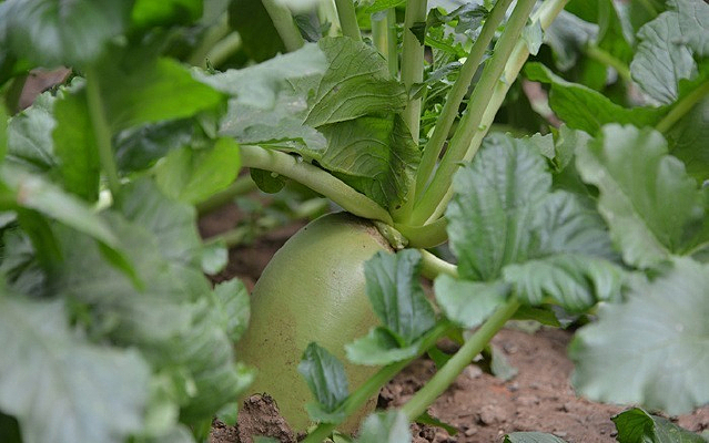 �ܲ�������ܲ�