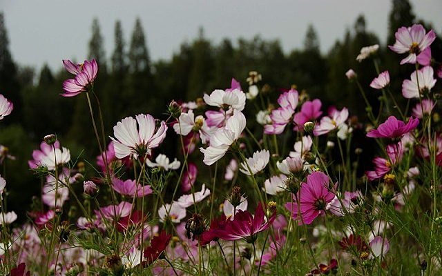 ��ɫ��˹��