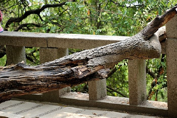 ������֦