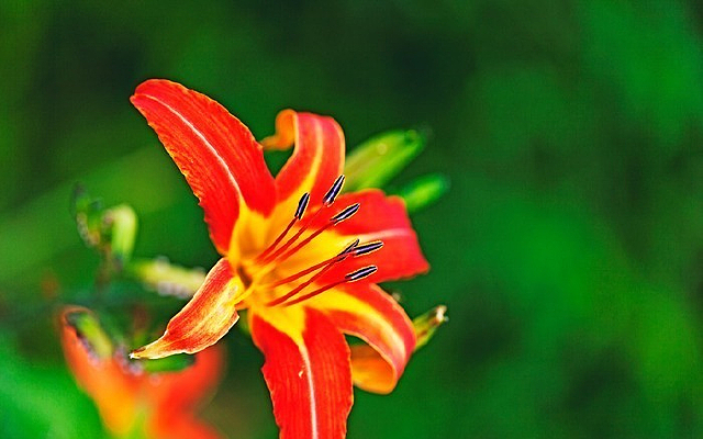 ��ɫ���ǲ�