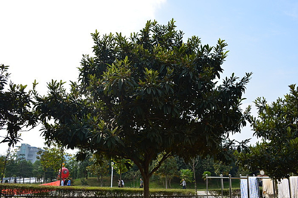 ��ɫ����֦