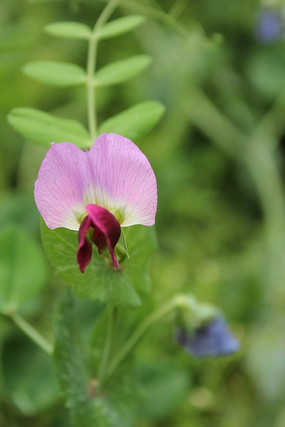 ��֪����