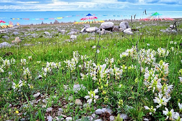 �ݵ��ϵİ׻�