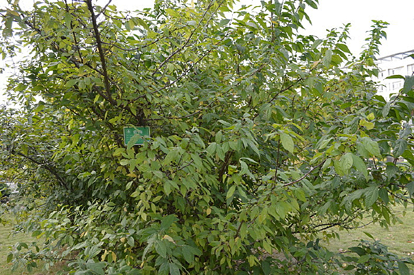 �����÷����