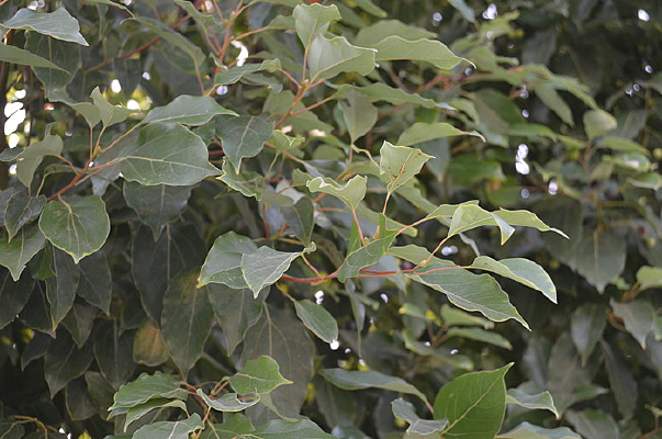 ������Ҷ