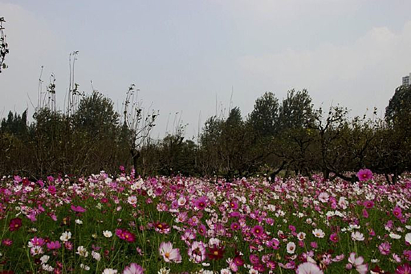 ʢ���Ĳ�˹��