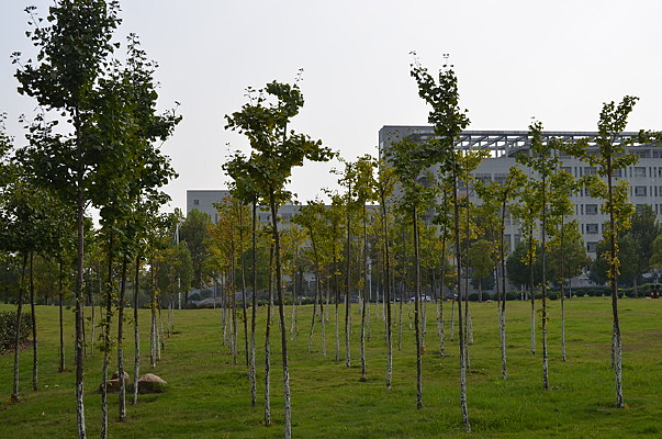 �׹����׹�����