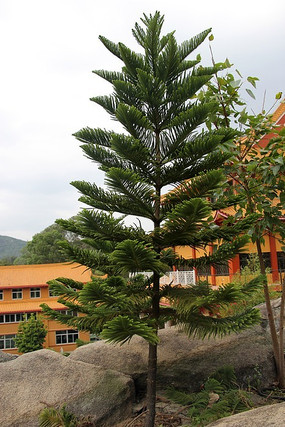 �̻�С����