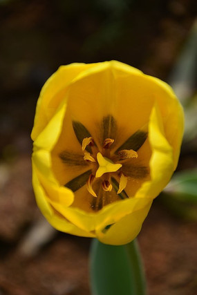 ��Ҷ����������