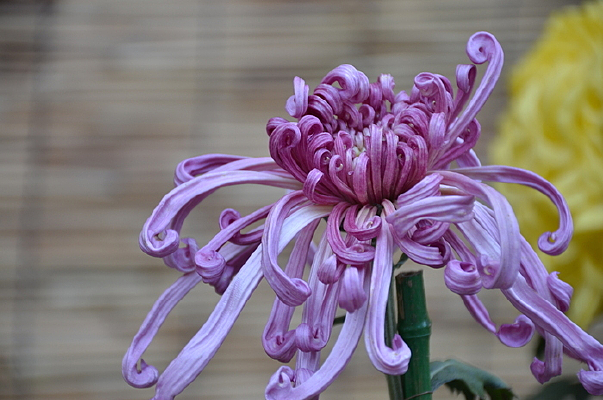 ��ɫ��С��