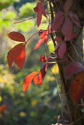 ��Ҷ����