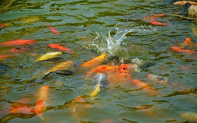 ��Ϸ����