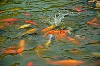 ��Ϸ����