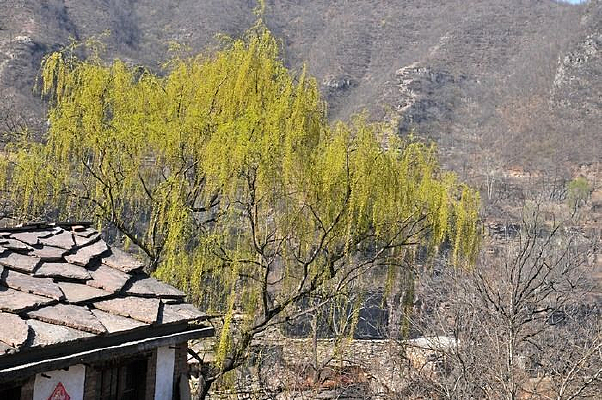 ���������Ҷ