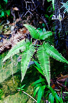 ާ��ֲ��Ҷ��