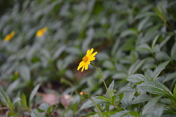 �̲��е�С��