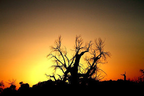 ����ɵĻƻ�