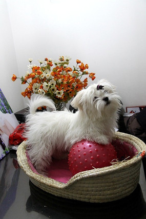 ������Ĺ�